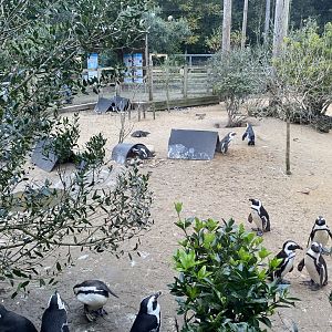 Penguin Beach 061121