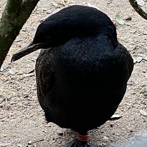Penguin Beach - Bank cormorant 061121