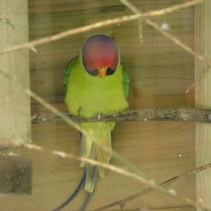 Plum-headed parakeet