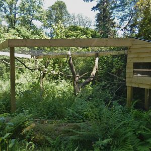Common genet enclosure