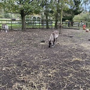 Jenny Wren Farm - Domestic reindeer 061121