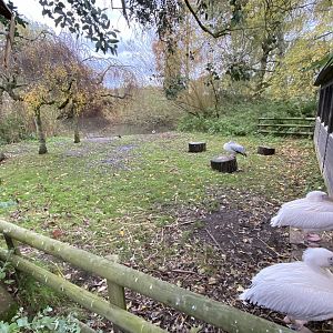 Pelican enclosure - 061121