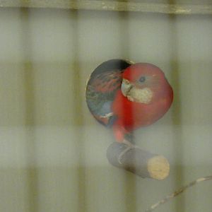 Golden mantle rosella