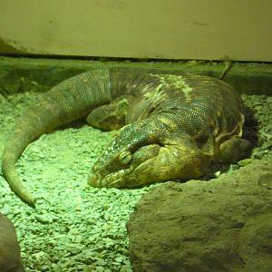 Red tegu