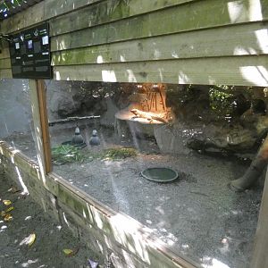 Rhinoceros iguana enclosure