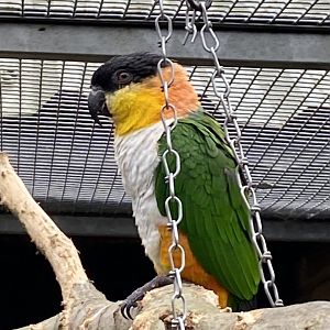 Black-headed parrot/caique 061121