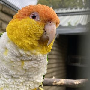 White-bellied parrot 061121