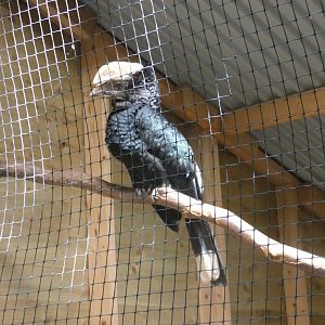Silvery-cheeked hornbill