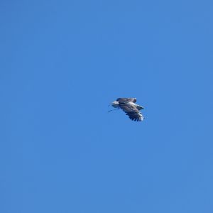 Brahminy kite in-flight