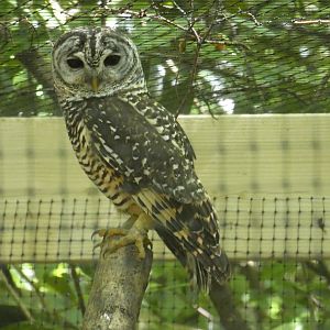 Chaco owl