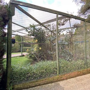 Blyth's hornbill aviary 061121