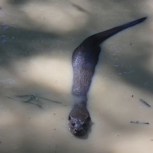 European otter