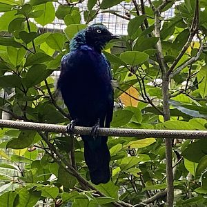 Splendid starling 061121