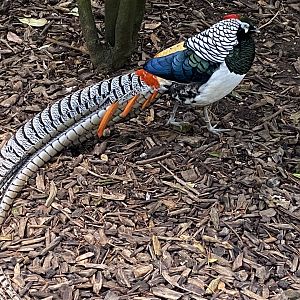 Lady Amherst's pheasant 061121