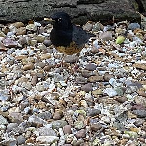 Black-breasted thrush 061121