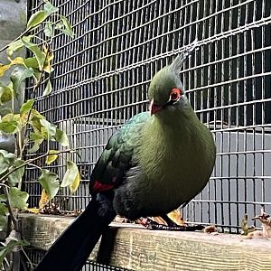 Schalow's turaco 061121