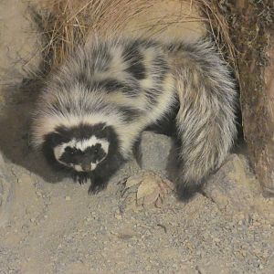Saharan striped polecat full body