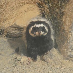 Saharan striped polecat peeping