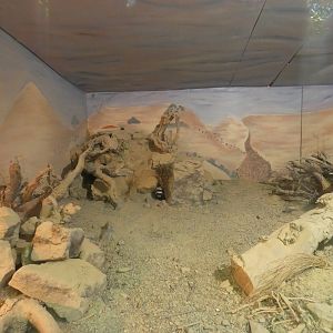 Saharan striped polecat enclosure