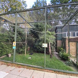 Toco toucan aviary 061121