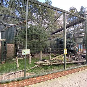 Southern ground hornbill aviary 061121