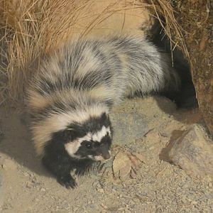 Saharan striped polecat