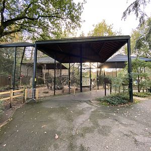 Large mixed parrot aviary 061121