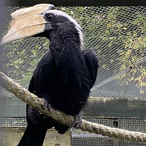 Black hornbill 061121