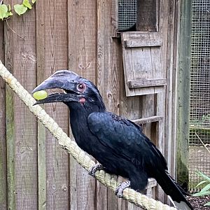 Black hornbill 061121