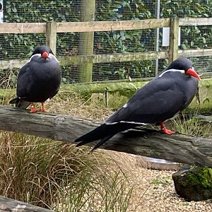 Seashore Walk - Inca terns 061121