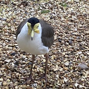 Seashore Walk - Masked lapwing 061121