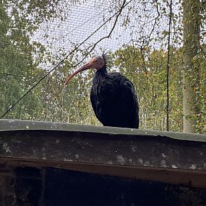 Seashore Walk - Waldrapp 061121