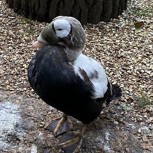 Seashore Walk - Spectacled eider 061121