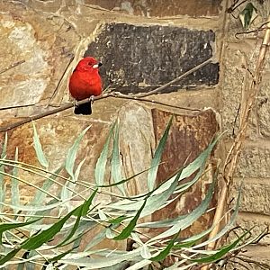 Temperate House - Brazilian tanager 061121