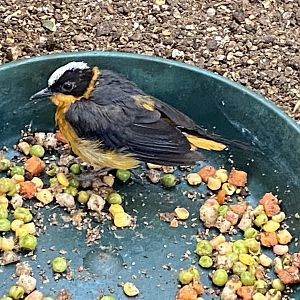 Temperate House - Snowy-crowned robin chat 061121
