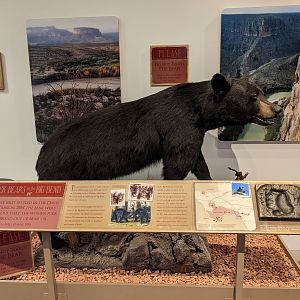 American black bear (Ursus americanus)