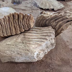 Mammoth molars