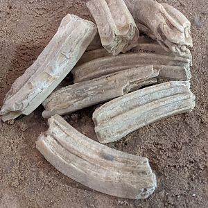 Horse molars