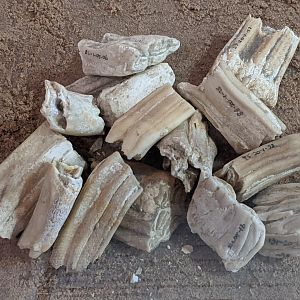 Horse and Bison molars