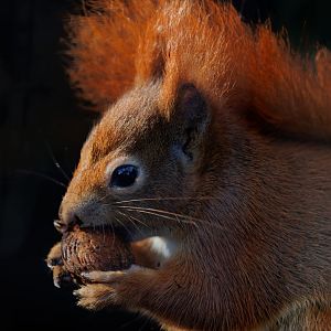 Red Squirrel / Pensthorpe / 29-11-21