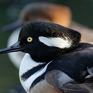 Hooded Merganser / Pensthorpe / 29-11-21