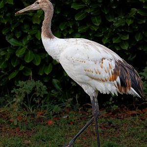 Red-crowned Crane Juvenile / Pensthorpe / 29-11-21