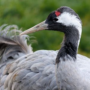 European Crane / Pensthorpe / 29-11-21
