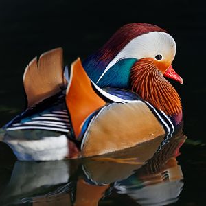 Mandarin Duck / Pensthorpe / 29-11-21