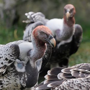 Ruppell's Griffon Vultures / Hamerton / 23-9-21