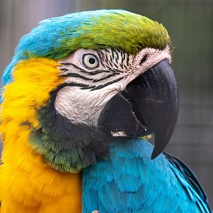 Blue and Gold Macaw / Hamerton / 15-8-21