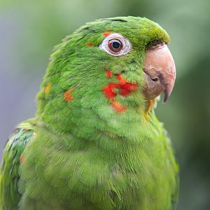 Cuban Conure / Hamerton / 23-10-21