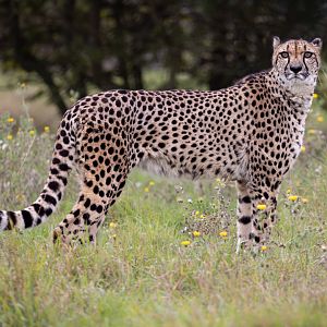 Cheetah / Hamerton / 23-10-21