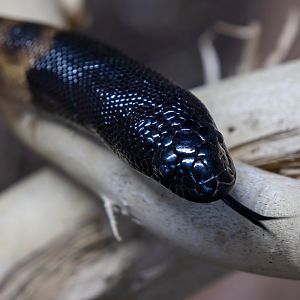 Black headed Python / Hamerton / 8-9-21