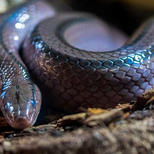 Red Thai Rat Snake  / Hamerton / 23-9-21